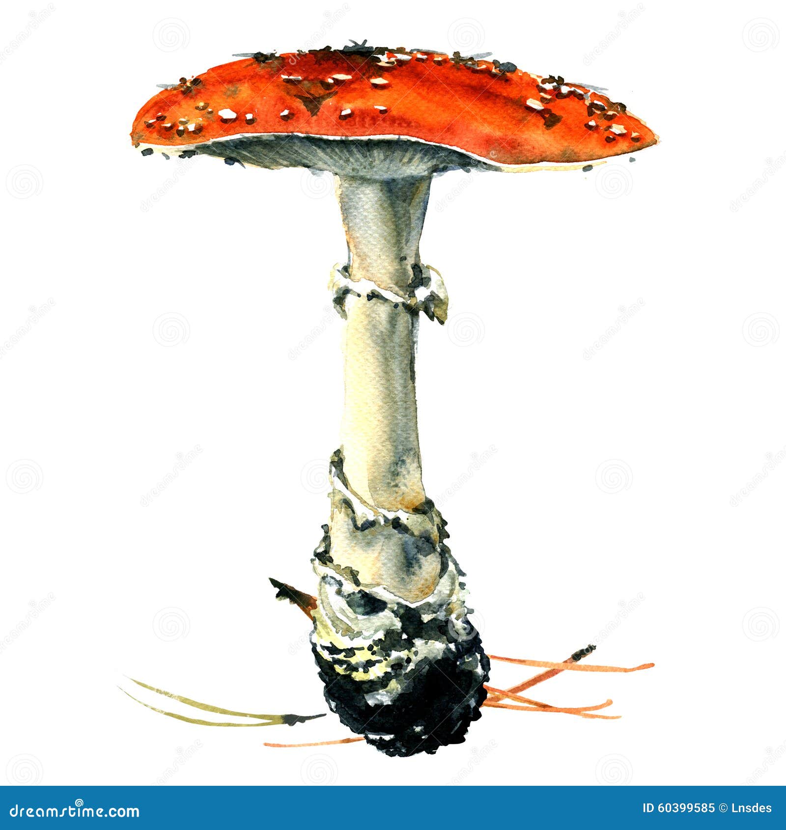 amanita poisonous mushroom, 