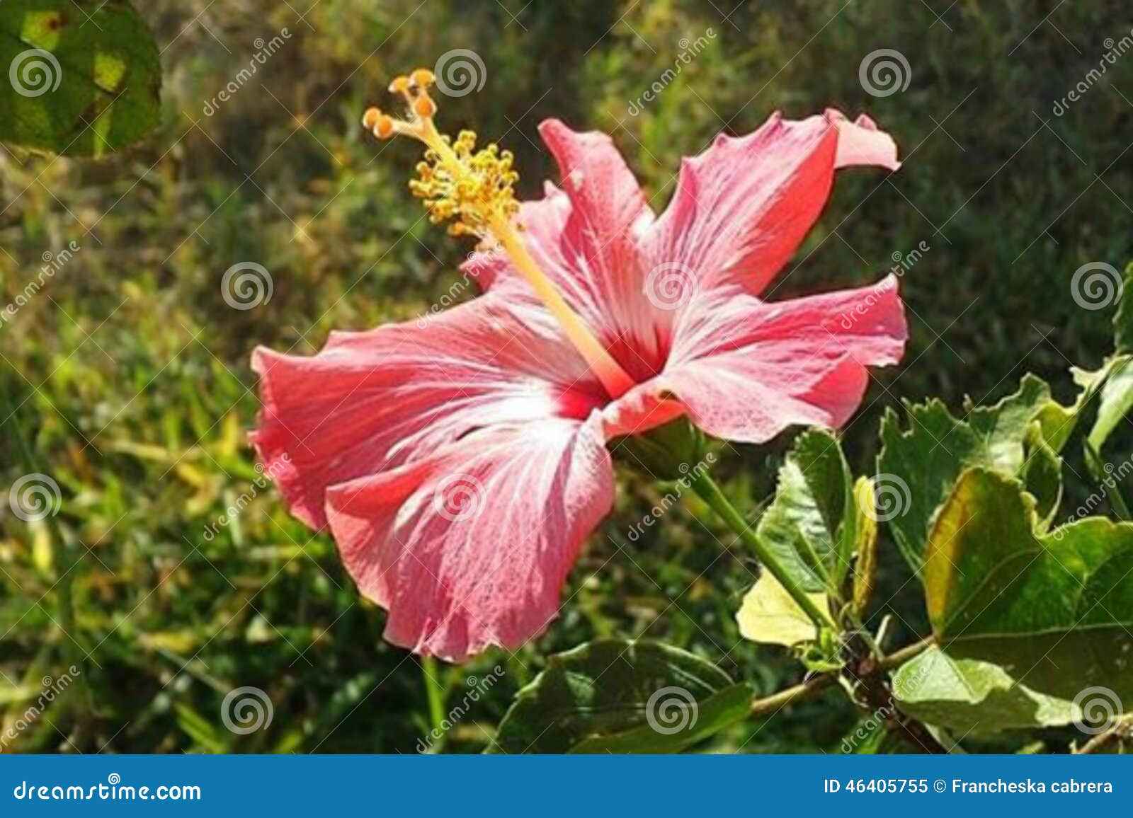 Amapola immagine stock. Immagine di fiore, singolo, erba 46405755