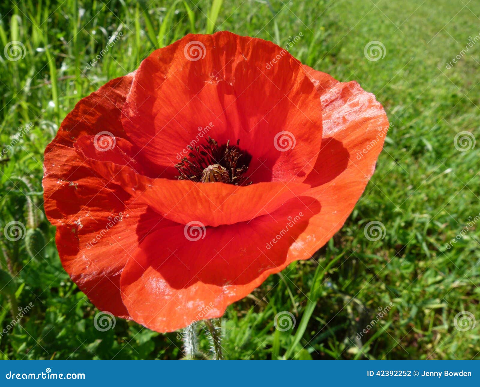 Amapola O Papaver En Un Campo Inglés Foto de archivo - Imagen de vueltas,  amapola: 42392252