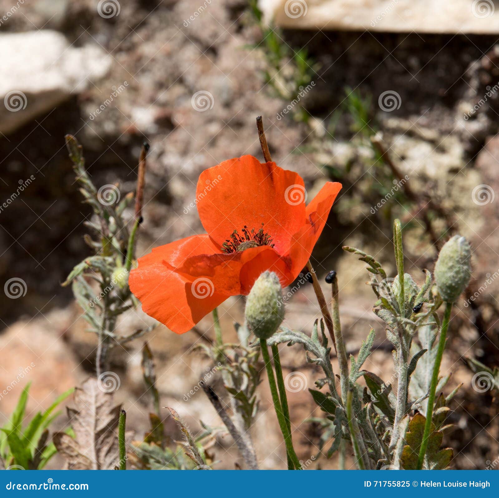 Amapolas entre las ruinas en Roma, Italia