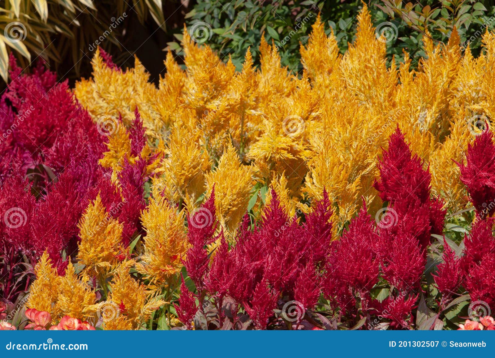A Amaranth Field. Colorful Flowers Back Ground Stock Image - Image of