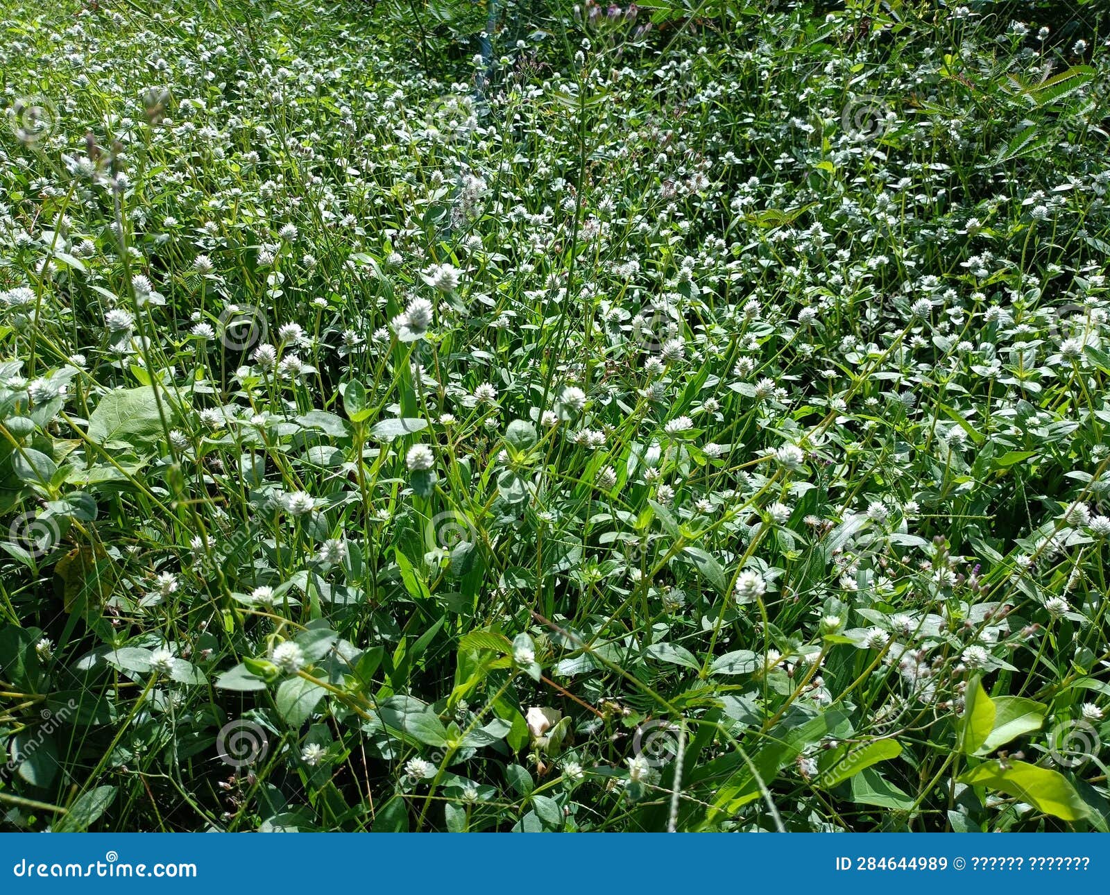 Amaranth Field, Green Forest Stock Image - Image of house, icon: 284644989
