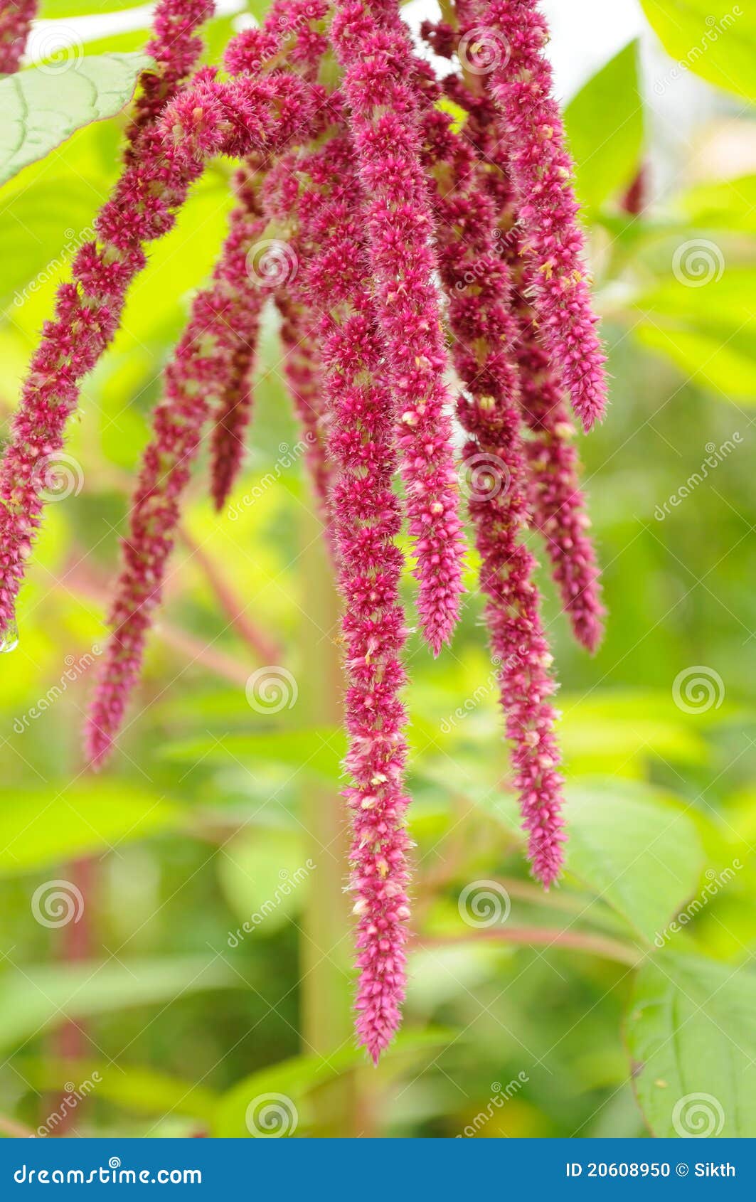Amaranth (Love-Lies-Bleeding) Stock Photo - Image of bloom, grow: 20608950