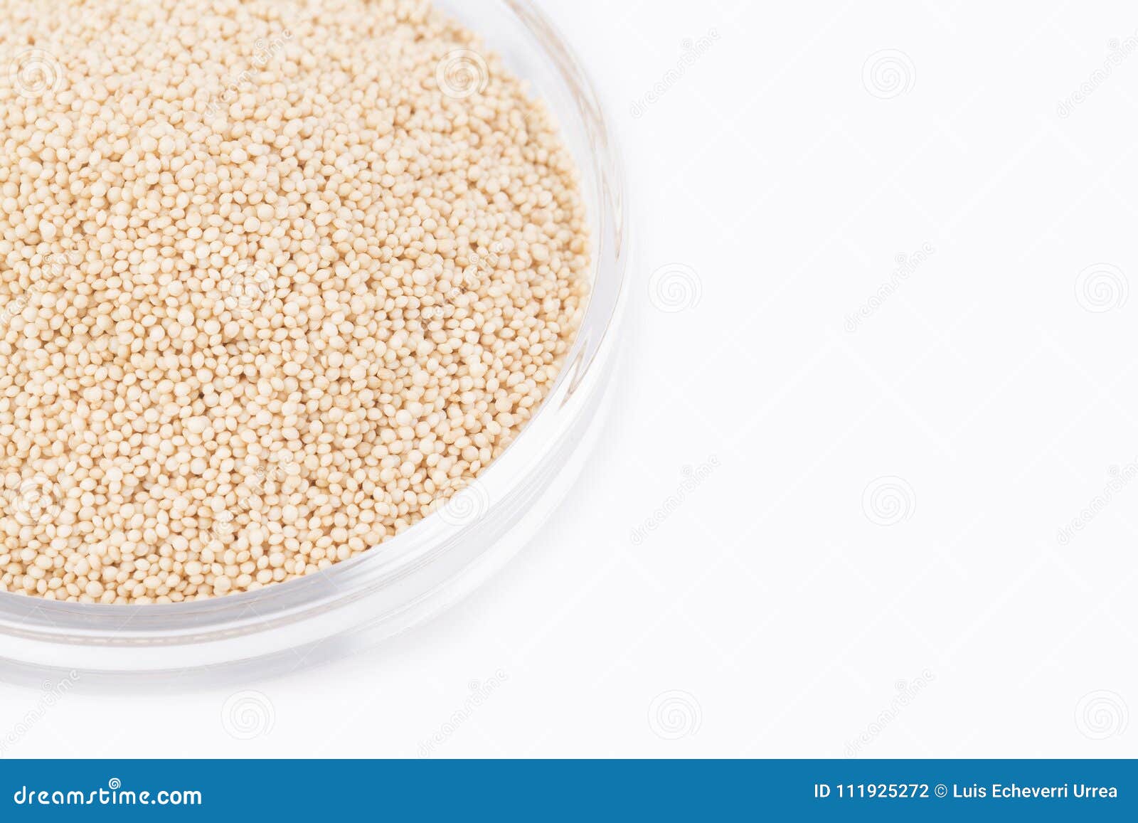 Amaranth Seeds - Amaranthus Stock Photo - Image of health, ingredient