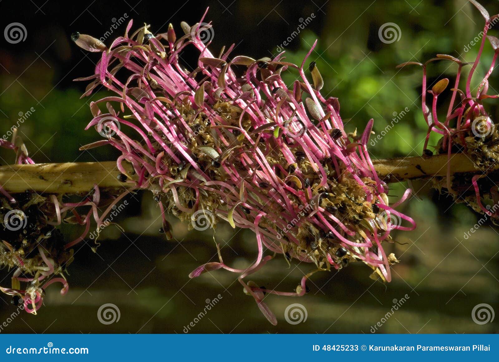 globe amaranth seedlings globe amaranth seedlings