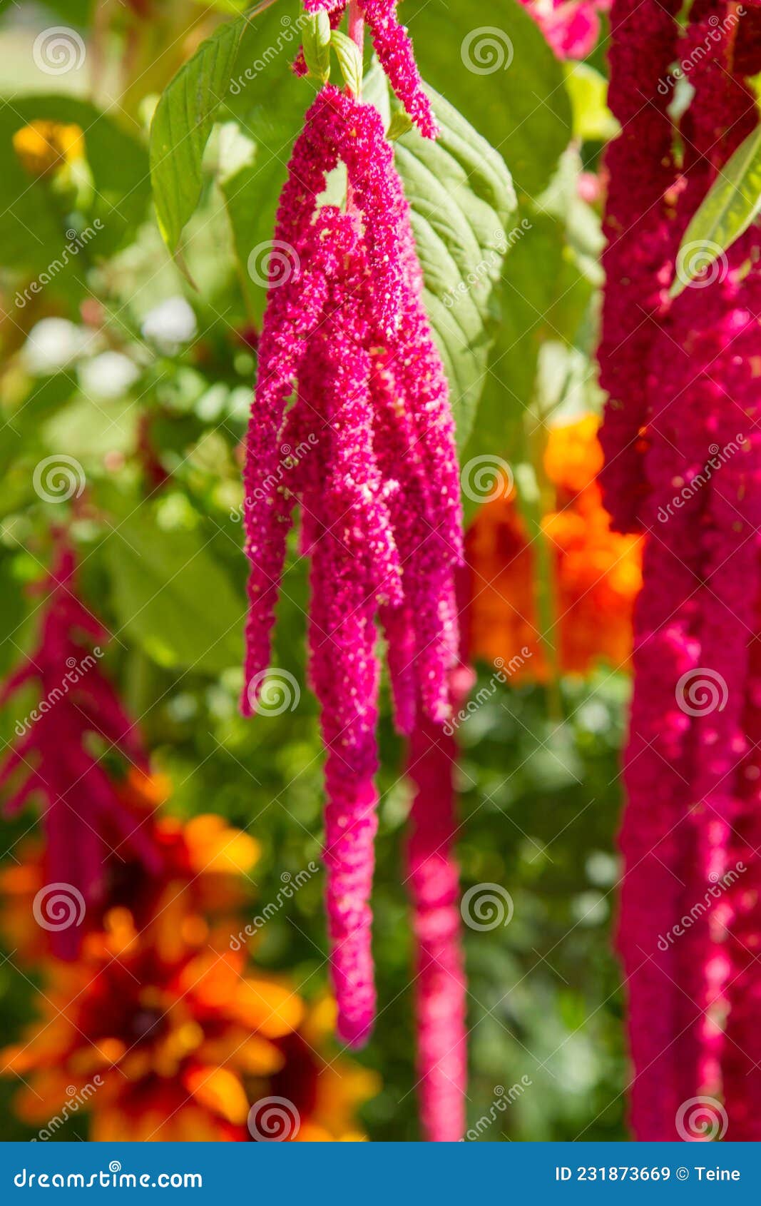 the amaranthus caudatus