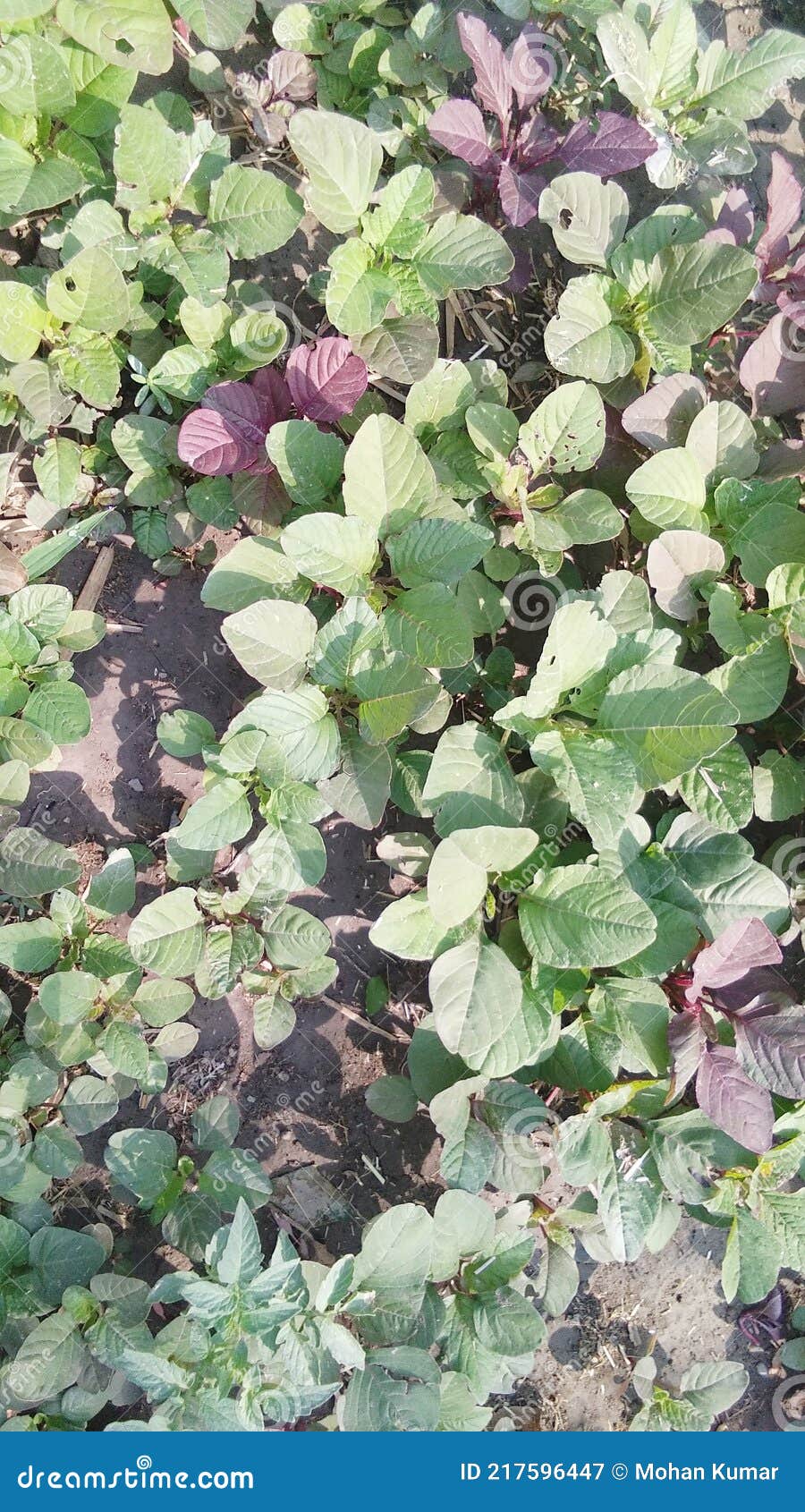 amaranthus cosmopolitan chaulai