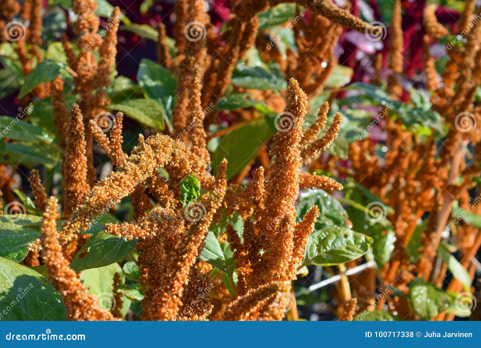 amaranthus cruentus bronze / brown color flowers