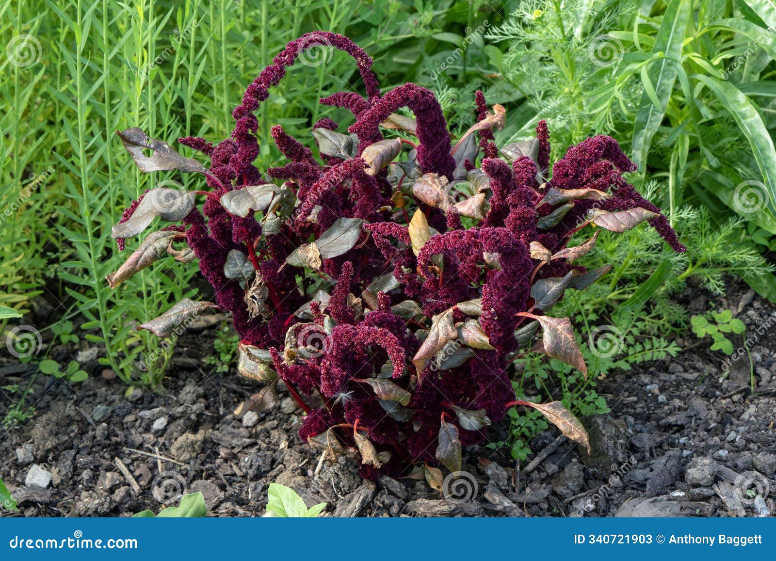 amaranthus cruentus x powellii