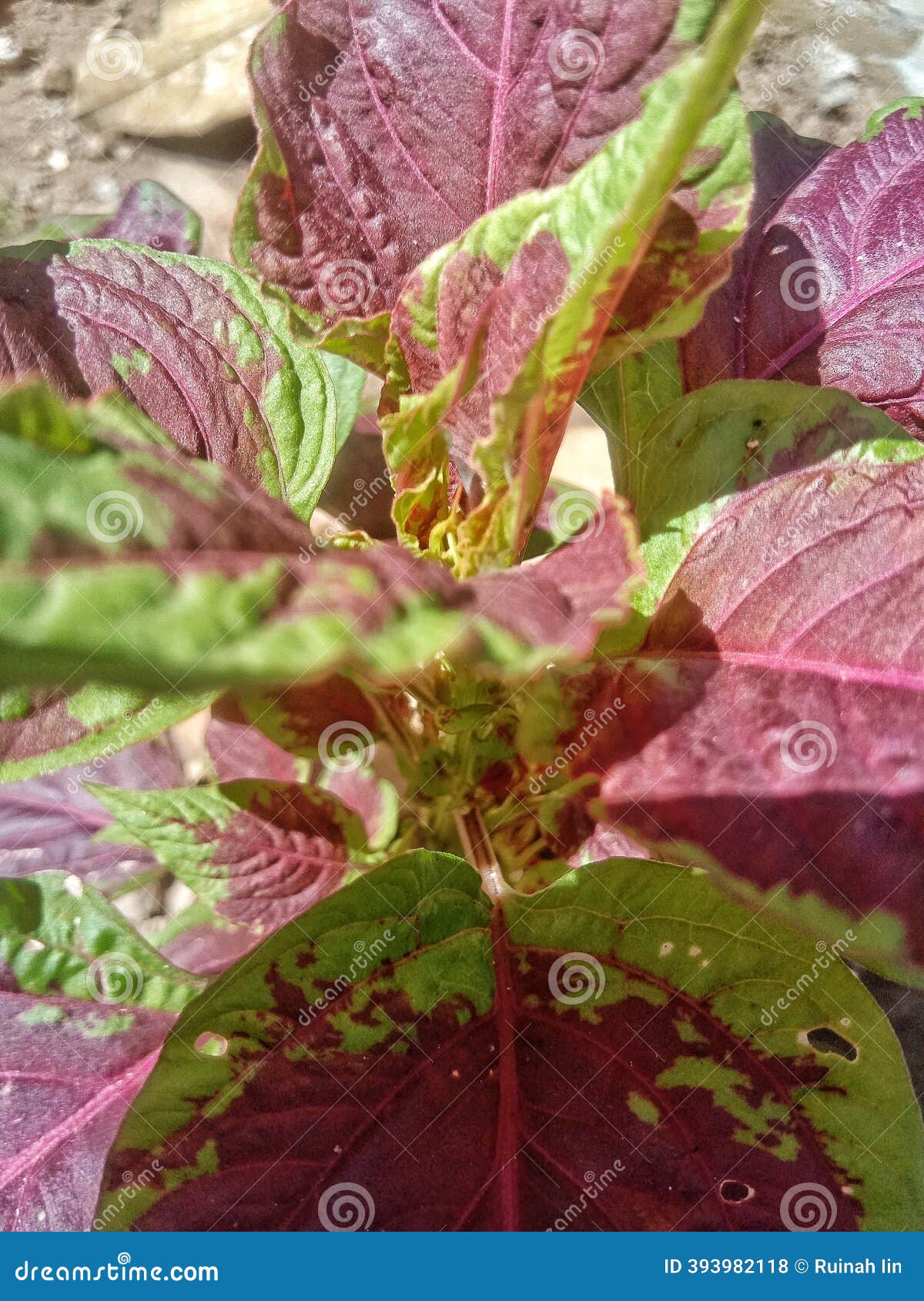 CATÁLOGO GUSAL FOODS by GUSAL Group - Issuu, image size:1200x1690