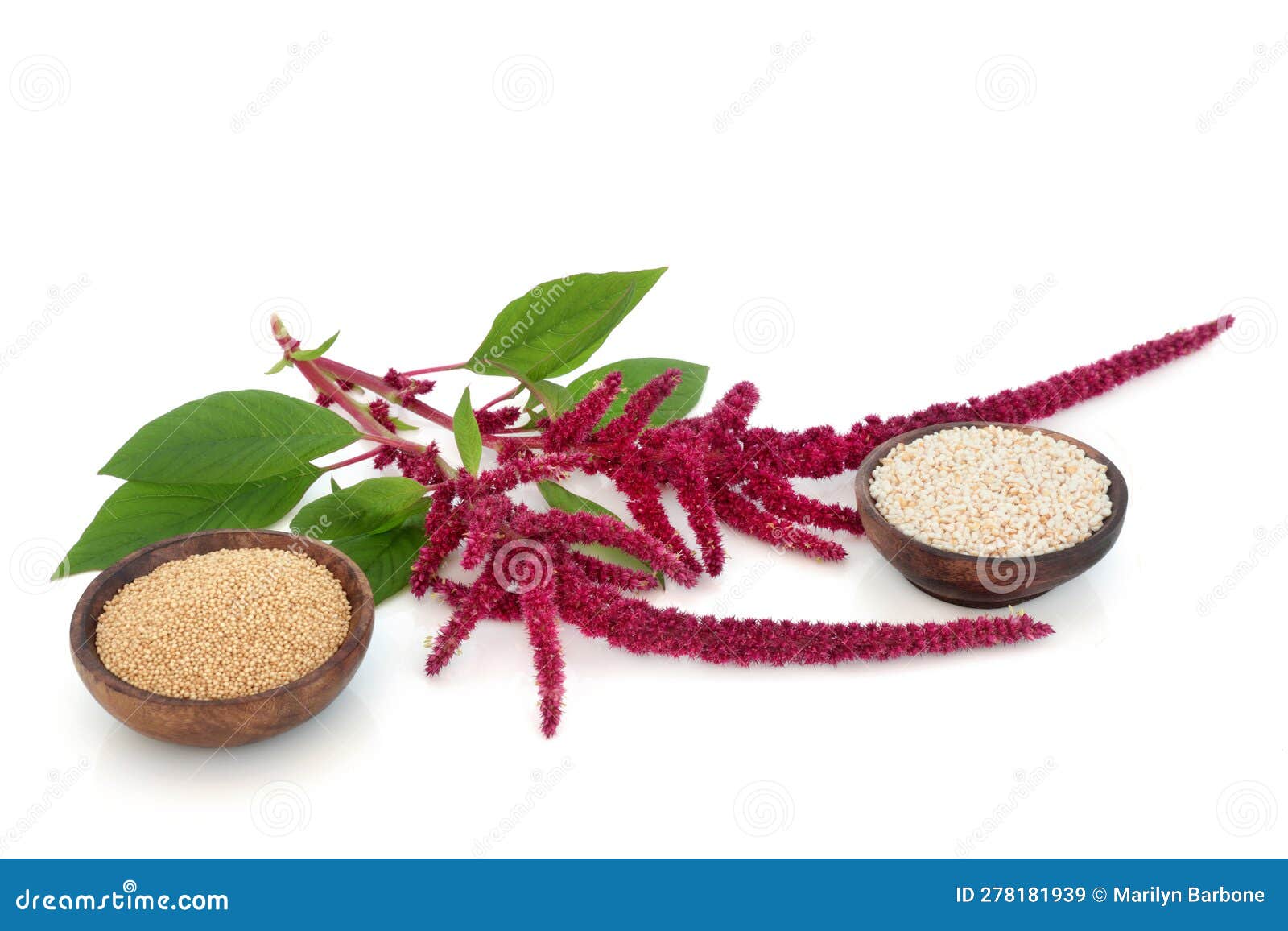 Amaranthus Plant Dried Seed and Puffed Grain Stock Image - Image of ...