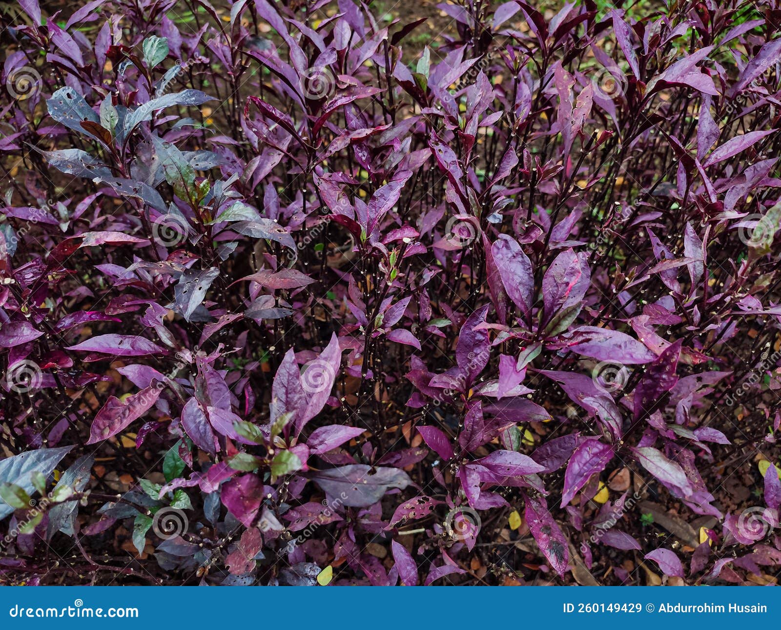 Amaranthus Red Spike Planted Inside City Park Stock Image - Image of ...