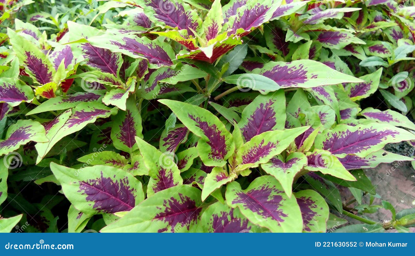 Amaranthus tricolor