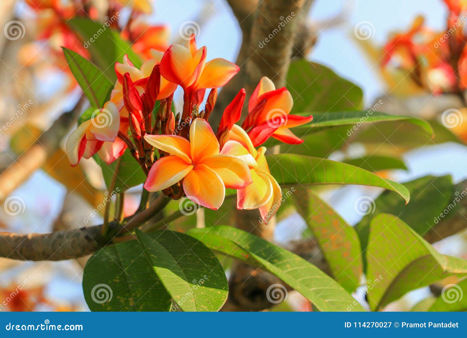 Amarelo Da Flor Do Plumeria Ou Rosa Do Deserto Bonita Na árvore (Commo  Imagem de Stock - Imagem de vermelho, jasmim: 114270027