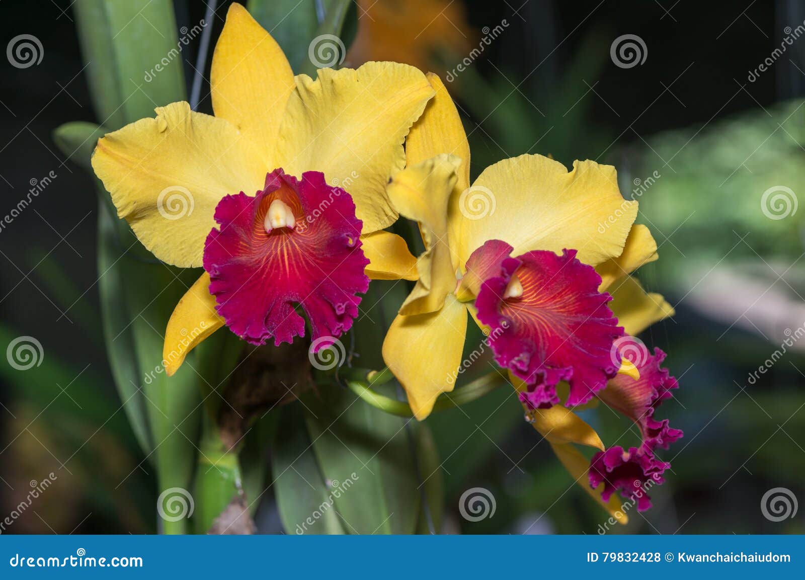 Amarelo Híbrido Com a Flor Vermelha Da Orquídea Do Cattleya Foto de Stock -  Imagem de botânica, verde: 79832428