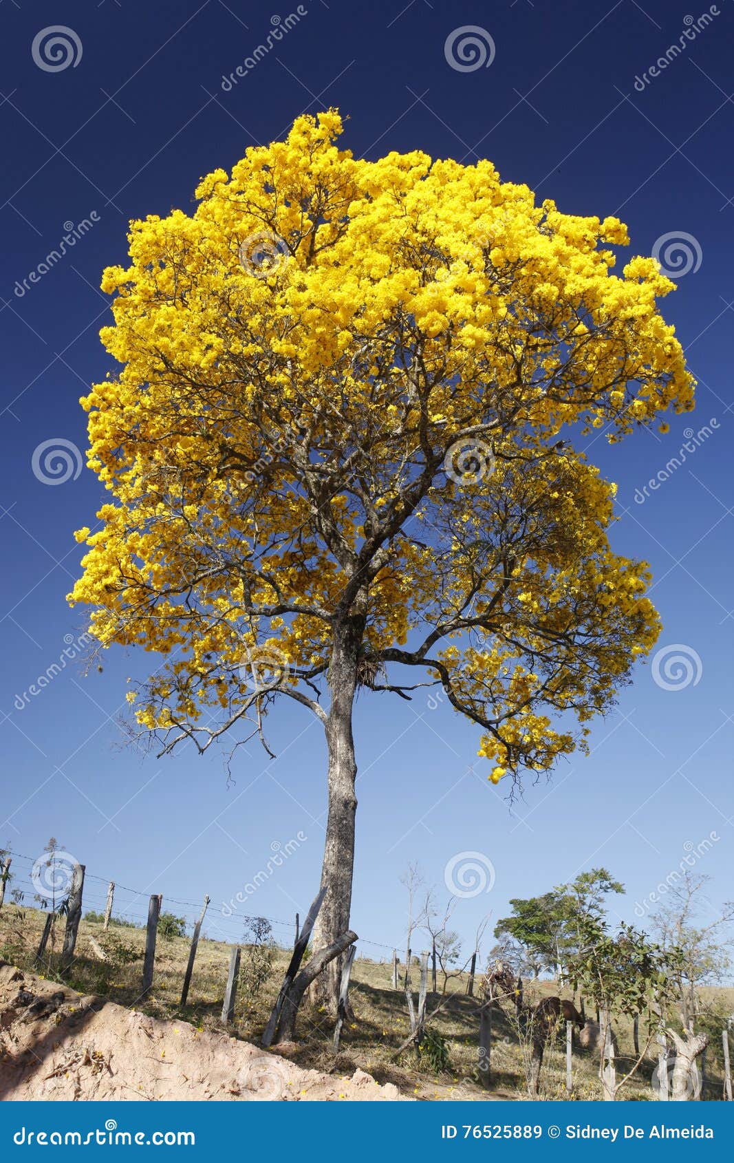 Amarelo Ipe Do Detalhe Da Flor Com Céu Azul Imagem de Stock - Imagem de  jardim, detalhe: 76525889