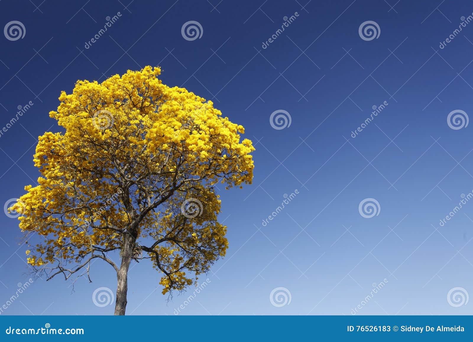 Amarelo Ipe Do Detalhe Da Flor Com Céu Azul Imagem de Stock - Imagem de  feliz, beleza: 76526183