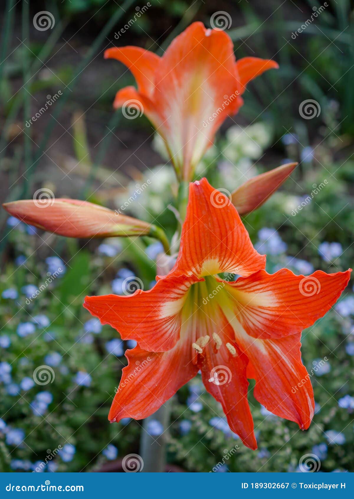 Amarilis Flores Em Fundo De Jardim Imagem de Stock - Imagem de fundo,  gomos: 189302667