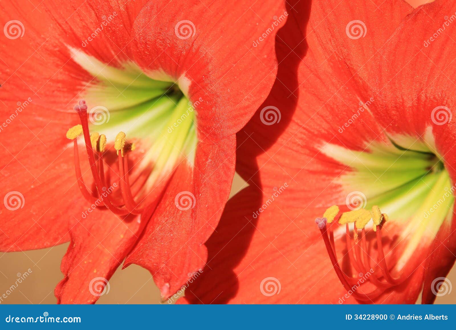 amarilla - colorful flower background - red for romance