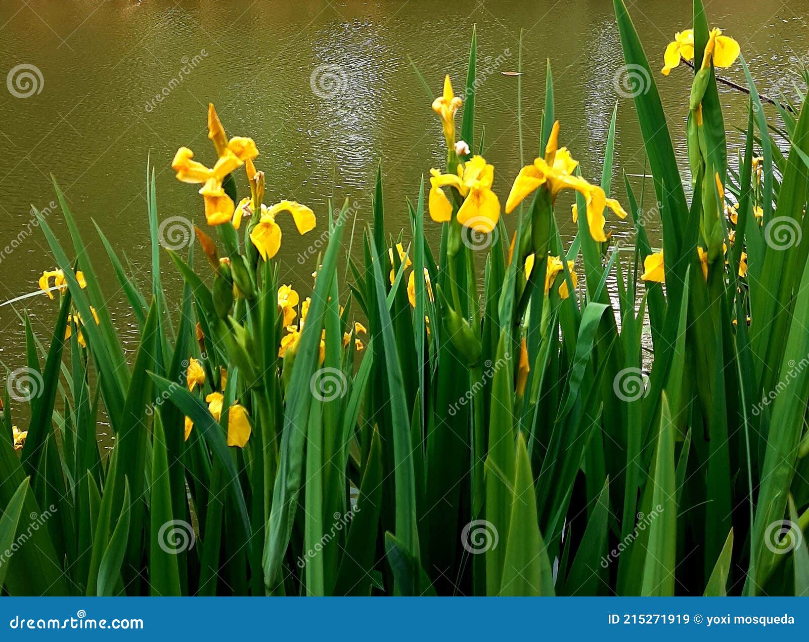 amarillas flores