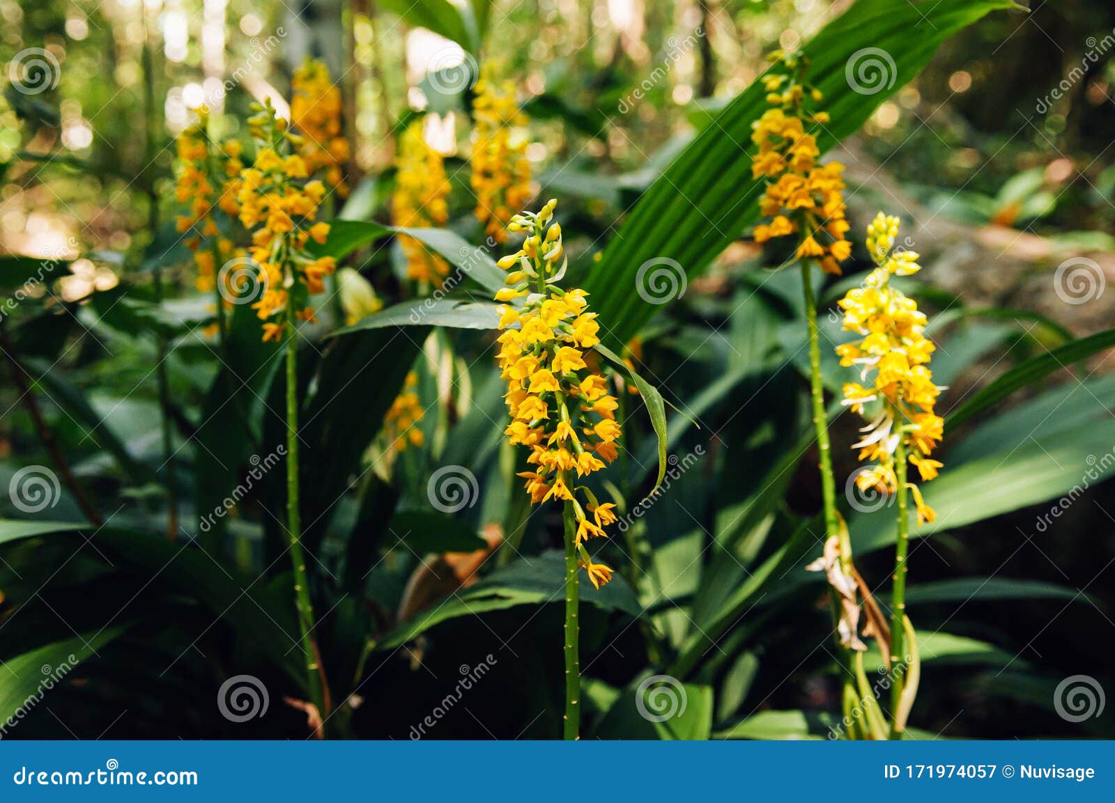 Amarillo Fresco Calanthe Lyroglossa Orquídea O Navidad Creciendo En Piedra  En Bosque Tropical Detalles De Cierre Imagen de archivo - Imagen de planta,  hermoso: 171974057