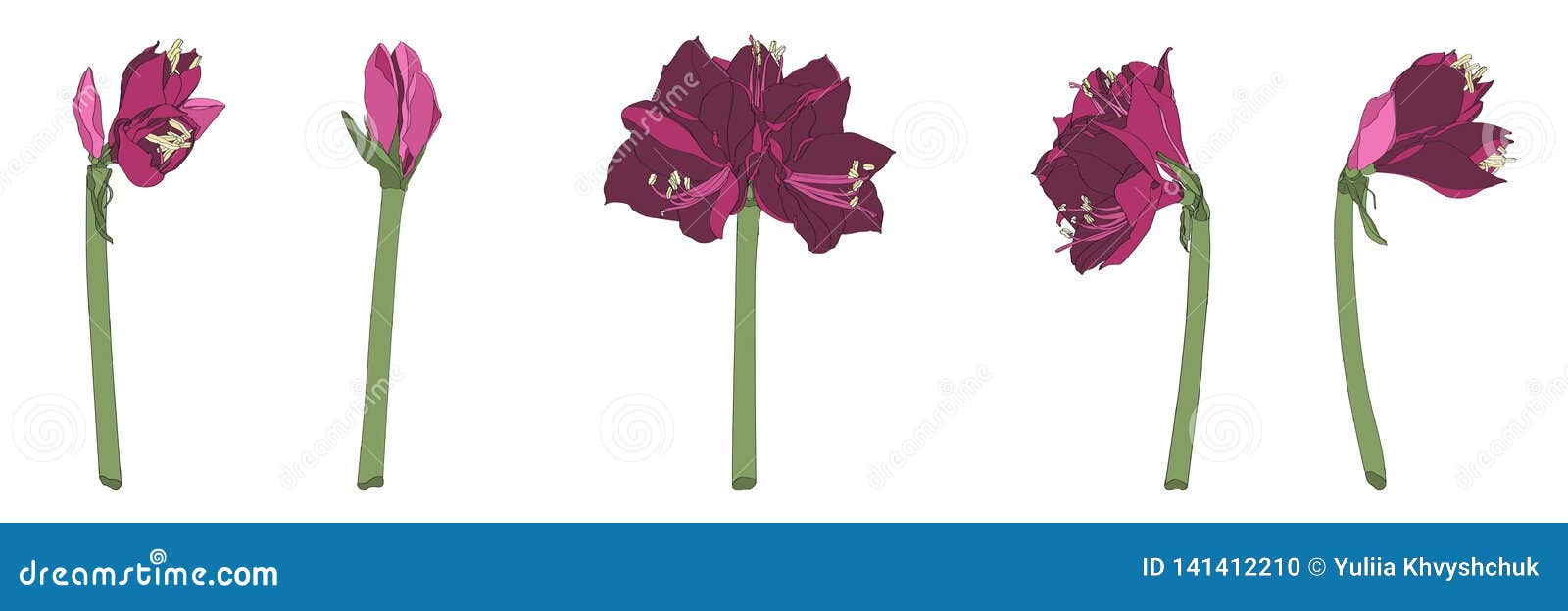 decorative clivia amaryllis liles pink violet branch flowers set,  s.