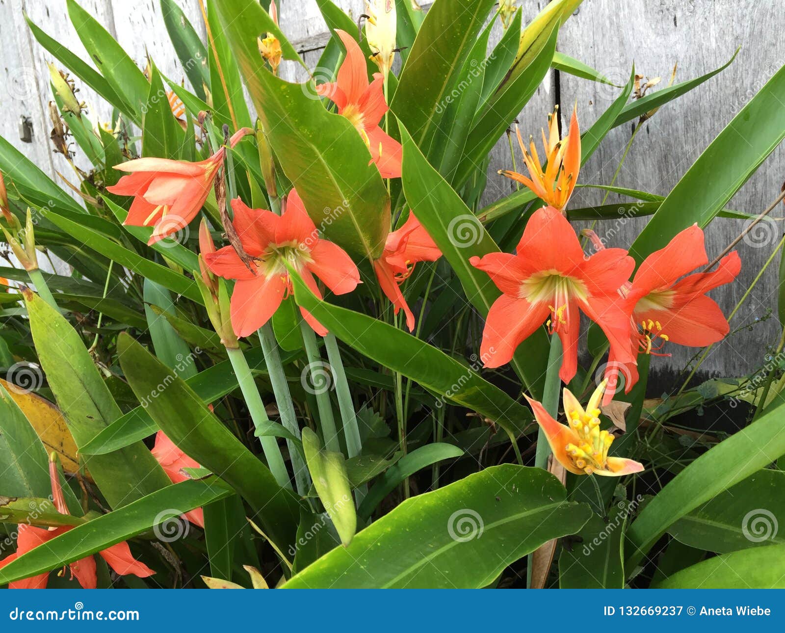 Amaryllis alaranjada imagem de stock. Imagem de florescer - 132669237