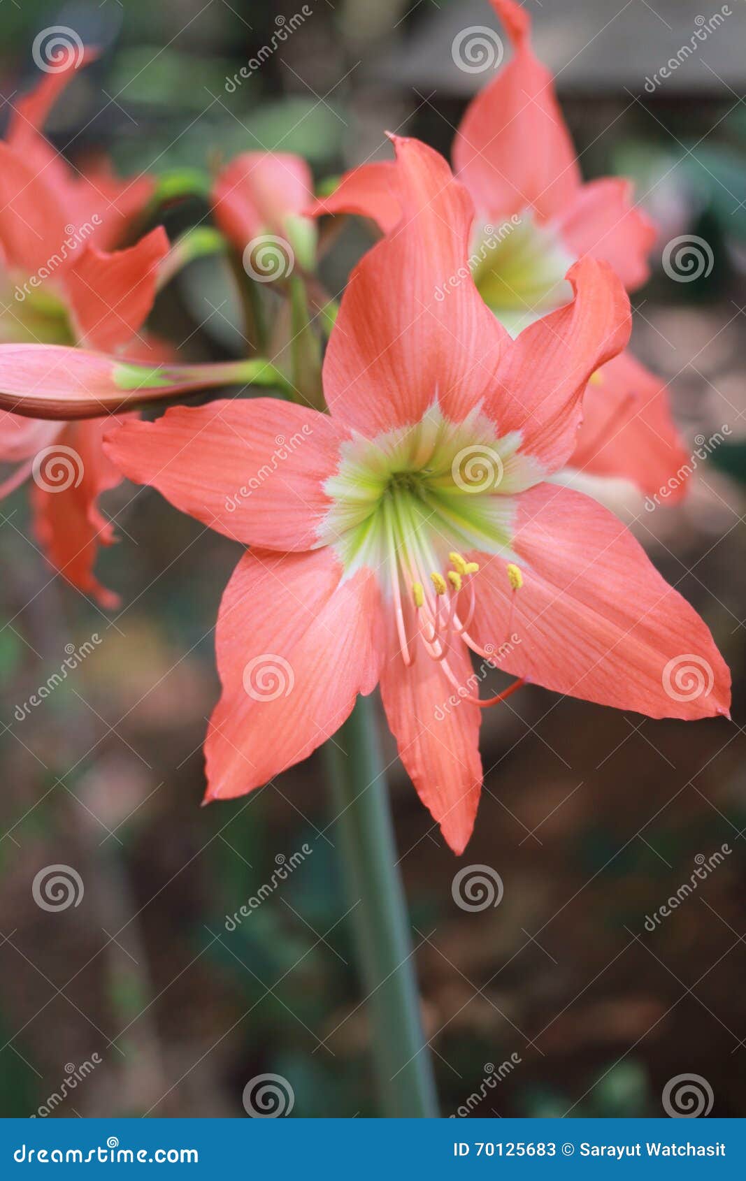 Amaryllis alaranjada imagem de stock. Imagem de capa - 70125683