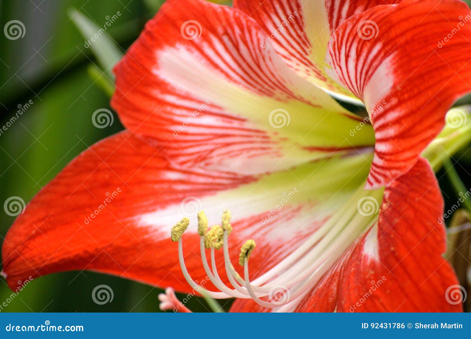 amaryllis care outdoors florida