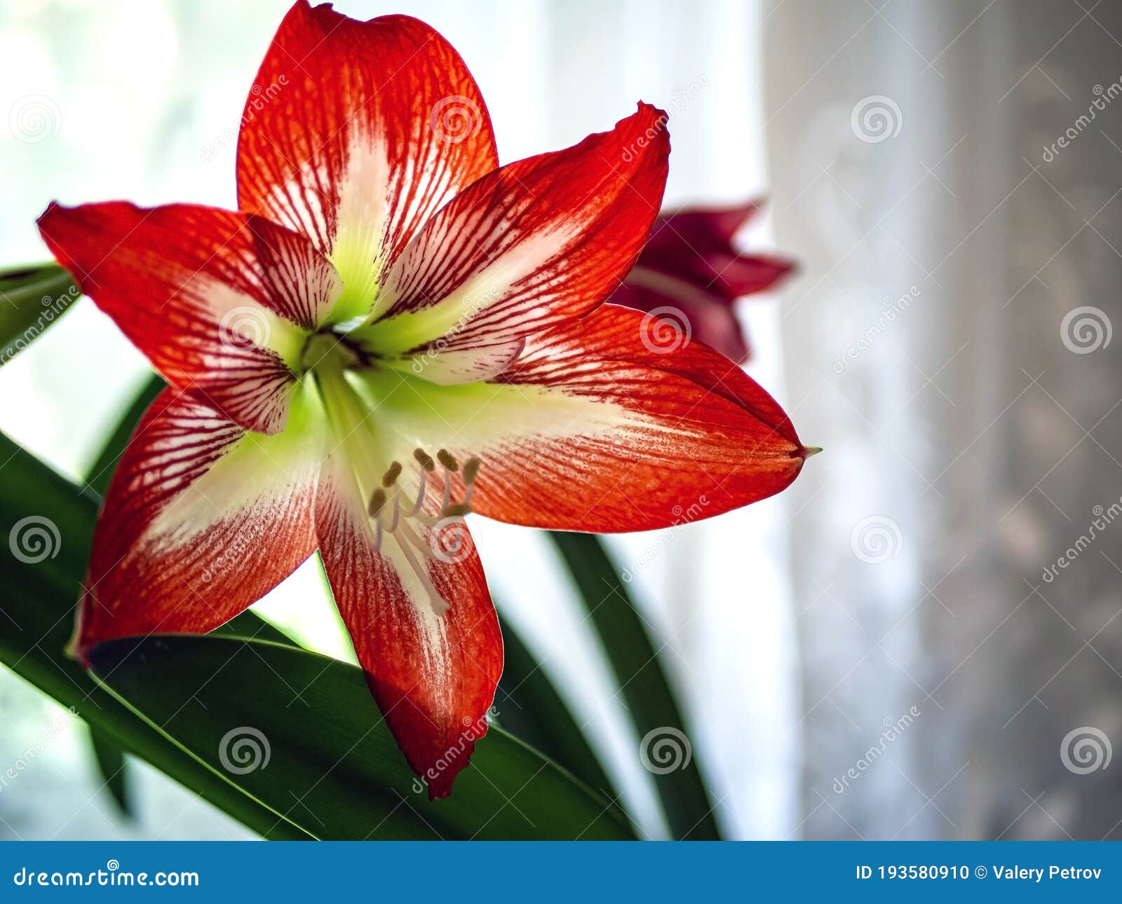 Amaryllis a Bright Red Flower Blooms in a Pot on the Windowsill Stock ...