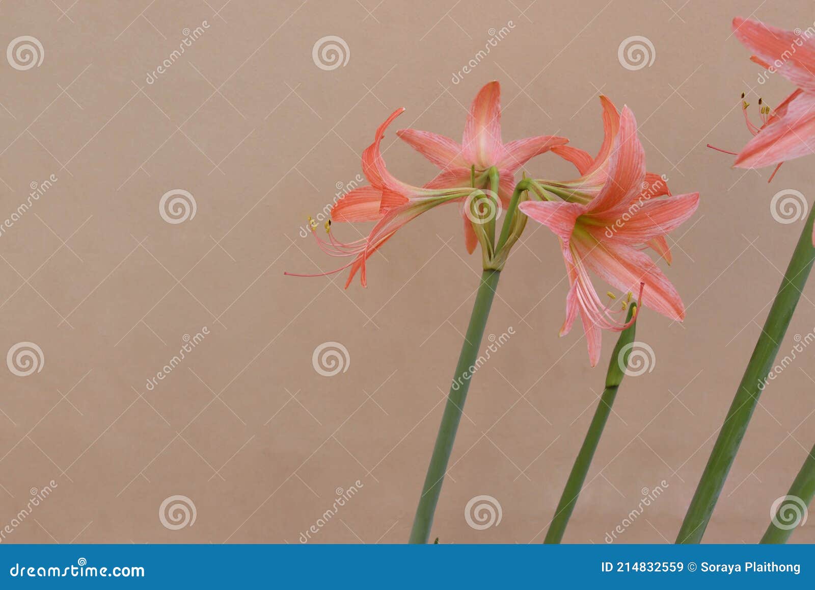 Amaryllis Floresce Laranja Na árvore Isolada Sobre Fundo De Paredes De  Cimento. Imagem de Stock - Imagem de floral, flora: 214832559