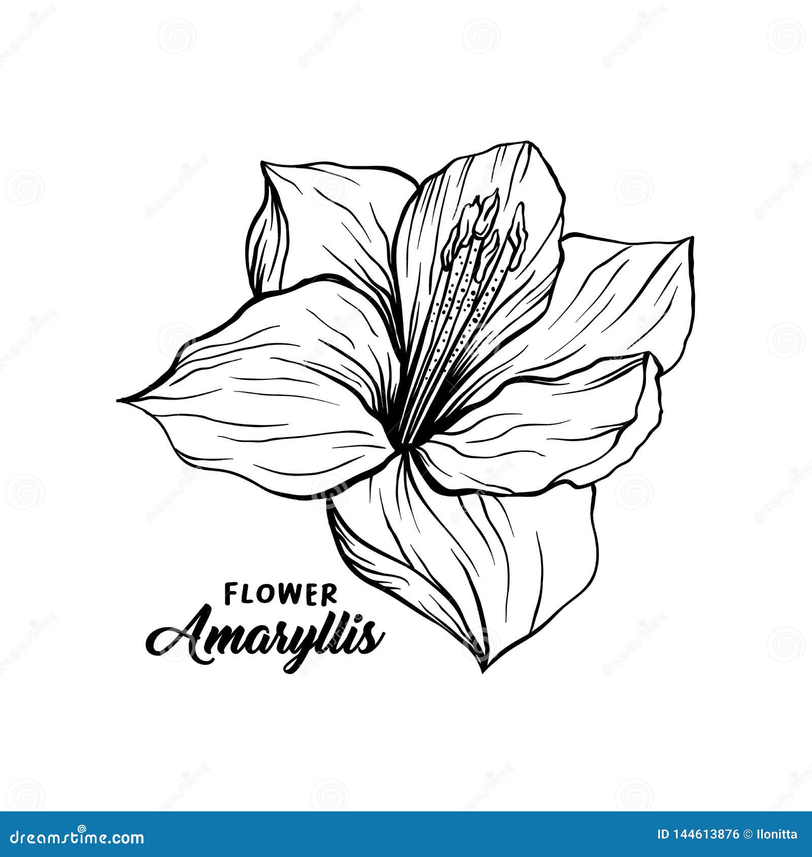 amaryllis flower drawing