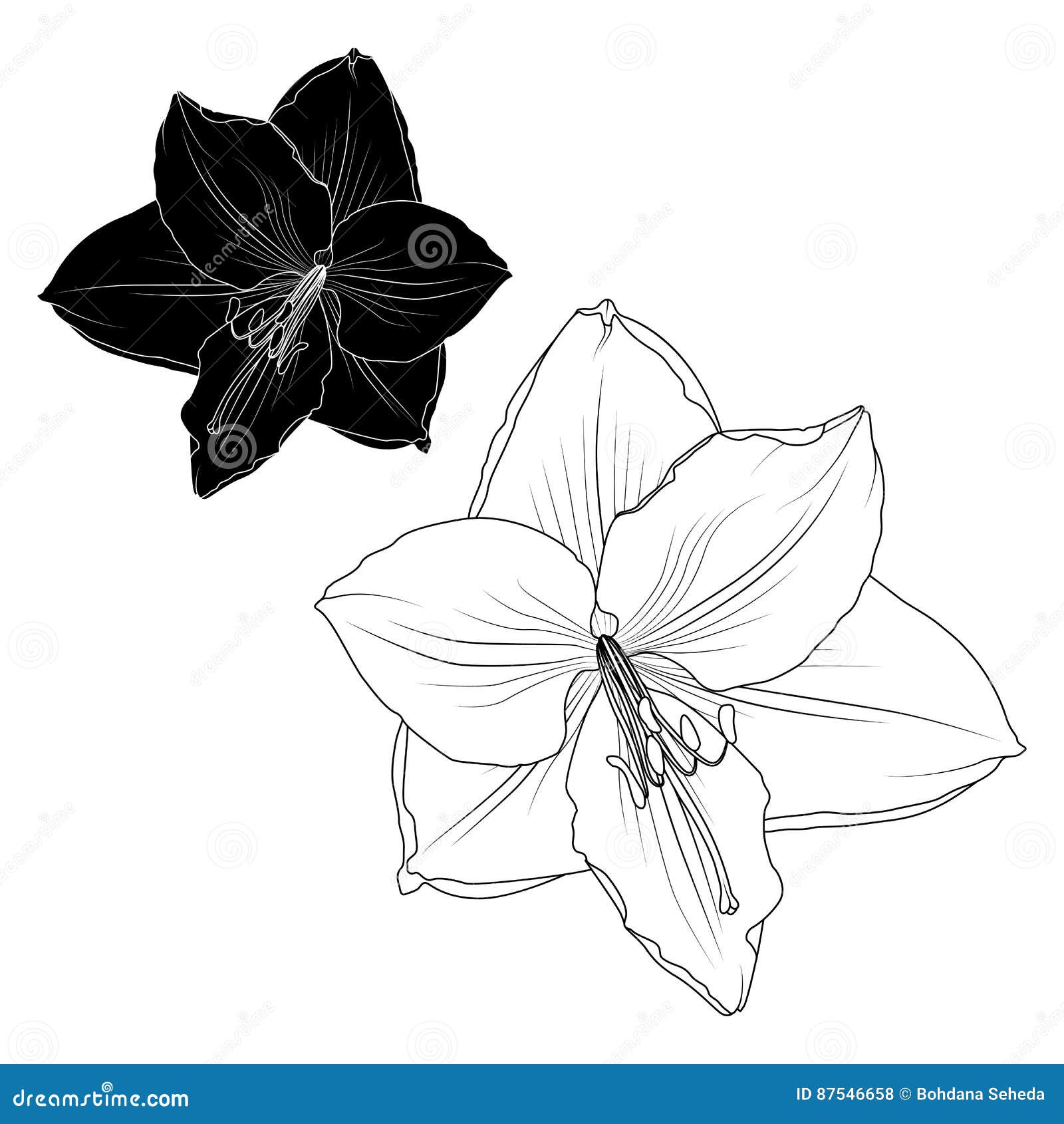 amaryllis flower drawing