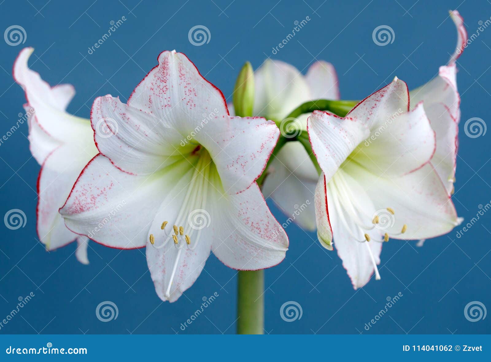 Amaryllis Hippeastrum Picasso Closeup Stock Photo Image of flourish