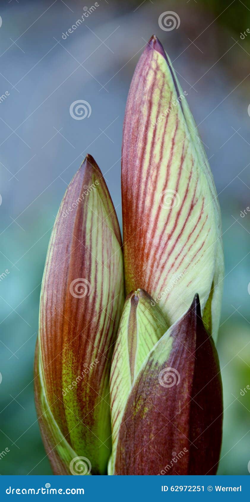 Amaryllis-knoppen stock afbeelding. Image of groen, achtergrond - 62972251