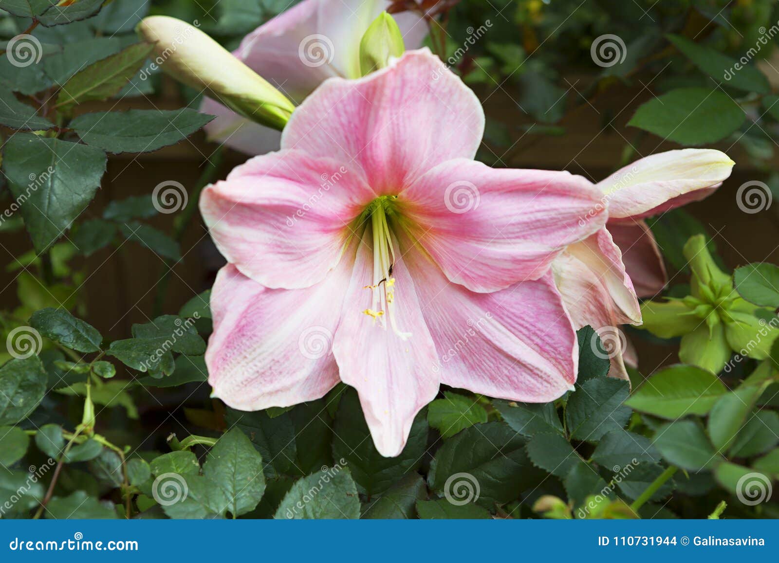 Amarilis. stock photo. Image of pink, tall, indoor, amaryllis - 110731944