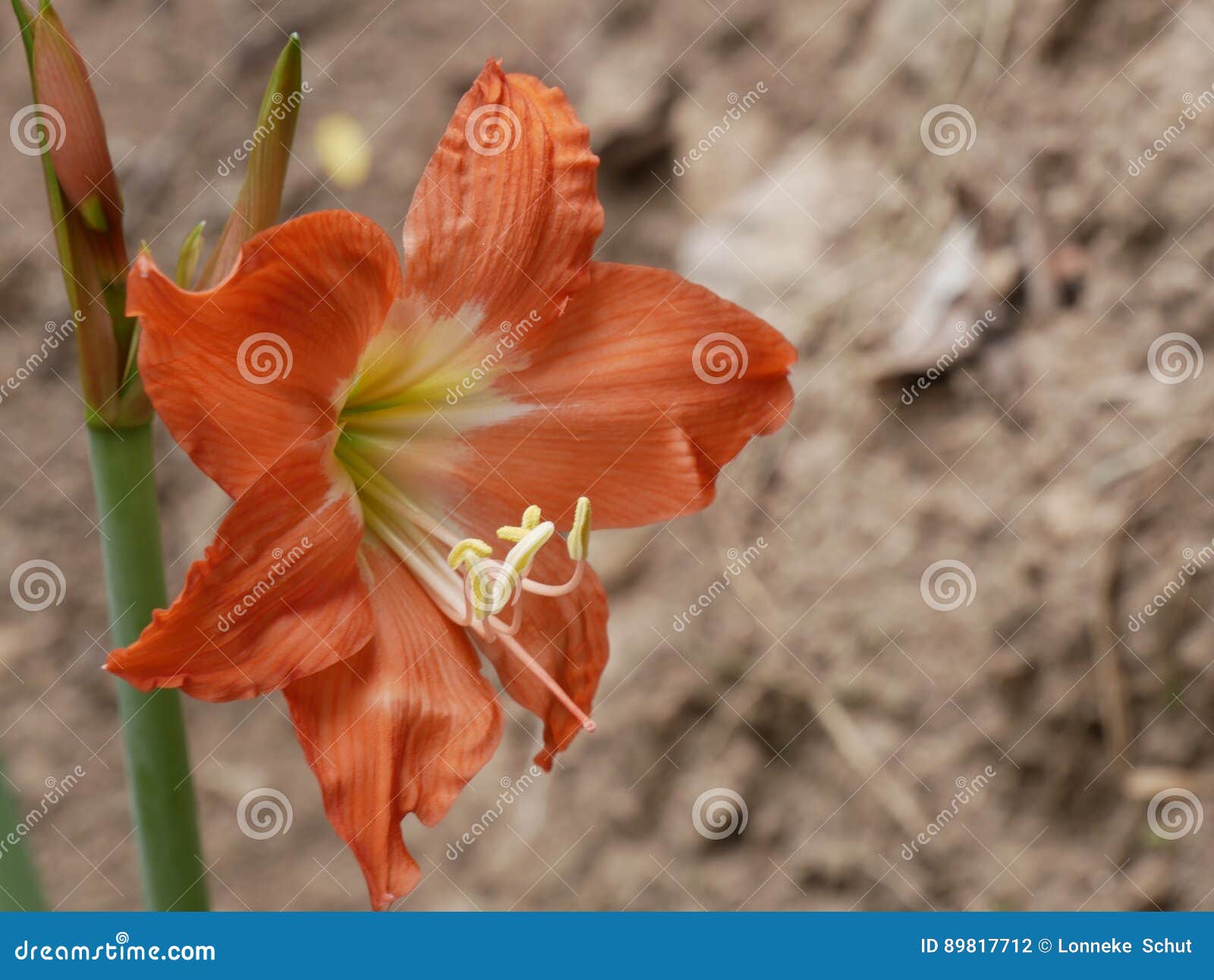 Amaryllis som växer i det löst. I Saba under den nedersta kulleslingan kom över jag denna lösa amaryllis