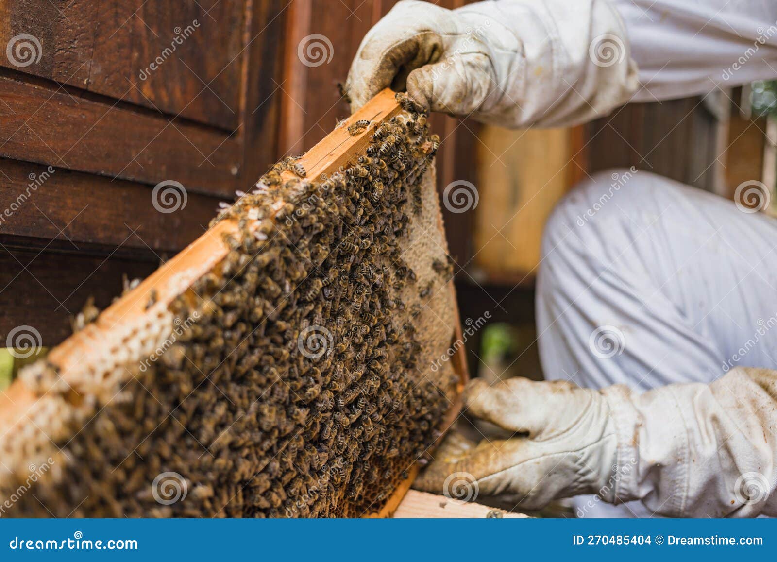 Amas D'abeilles Ouvrières Sur Une Image Macro D'ossature De Ruche En Bois  Photo stock - Image du nectar, apiculture: 270485404