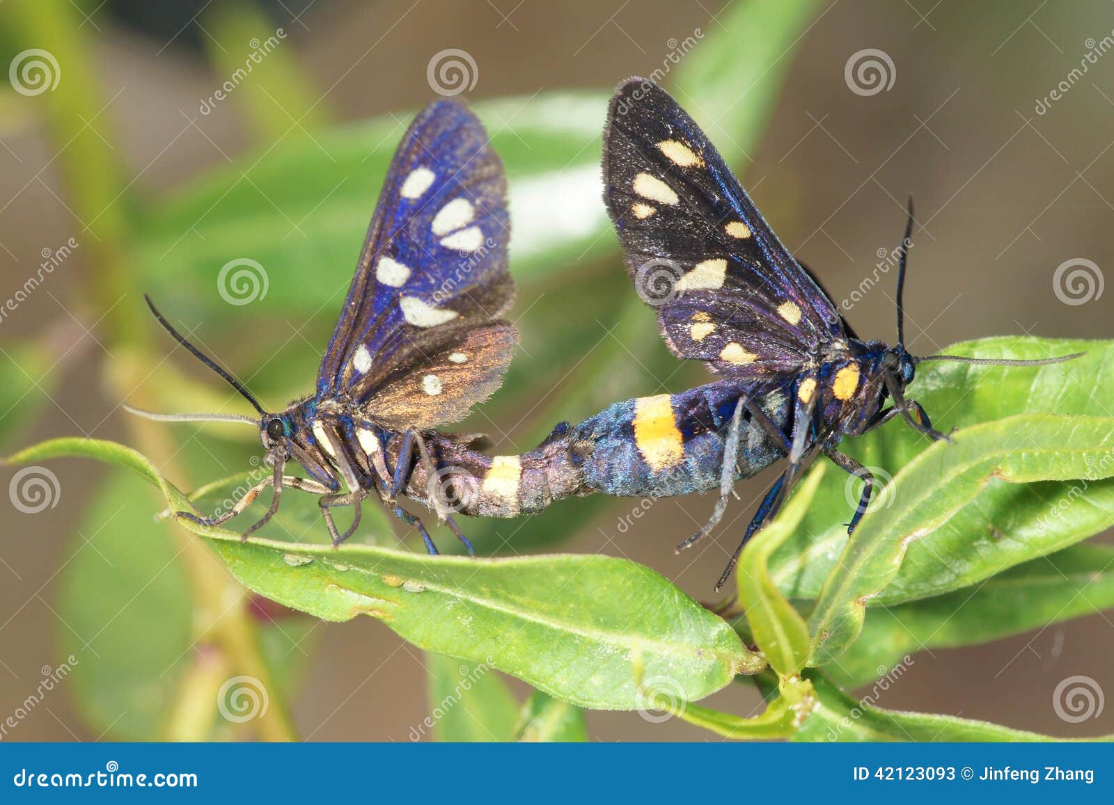 Amata phegea stock image. Image of coition, life, mating 42123093