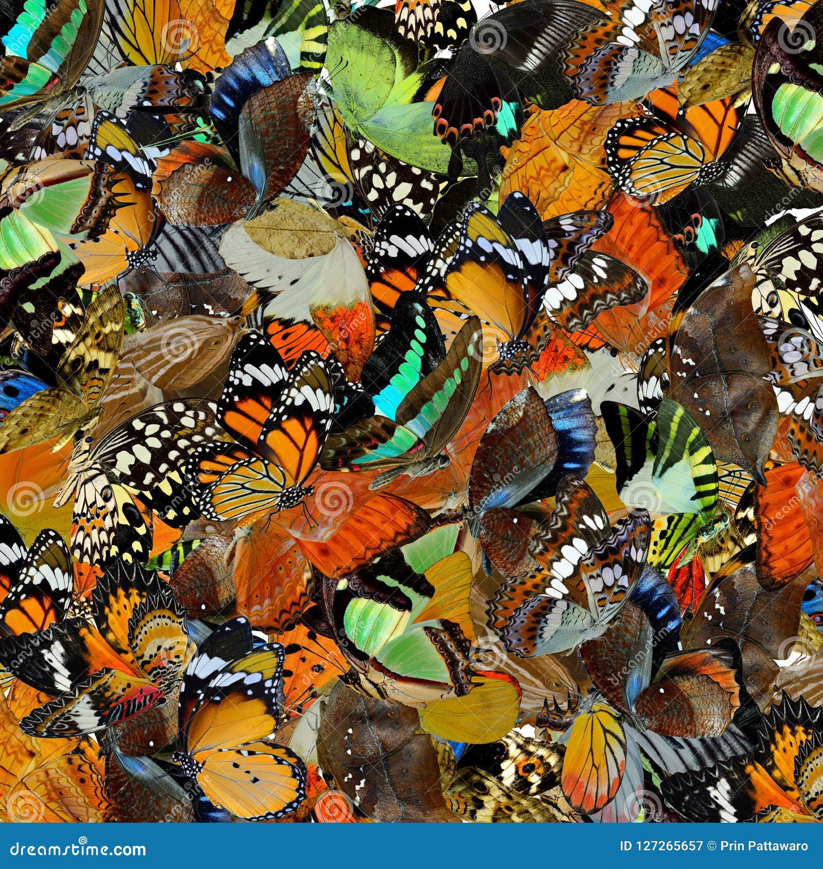 amazed background made of pilling up colorful butterflies in different s and color, exotic texture
