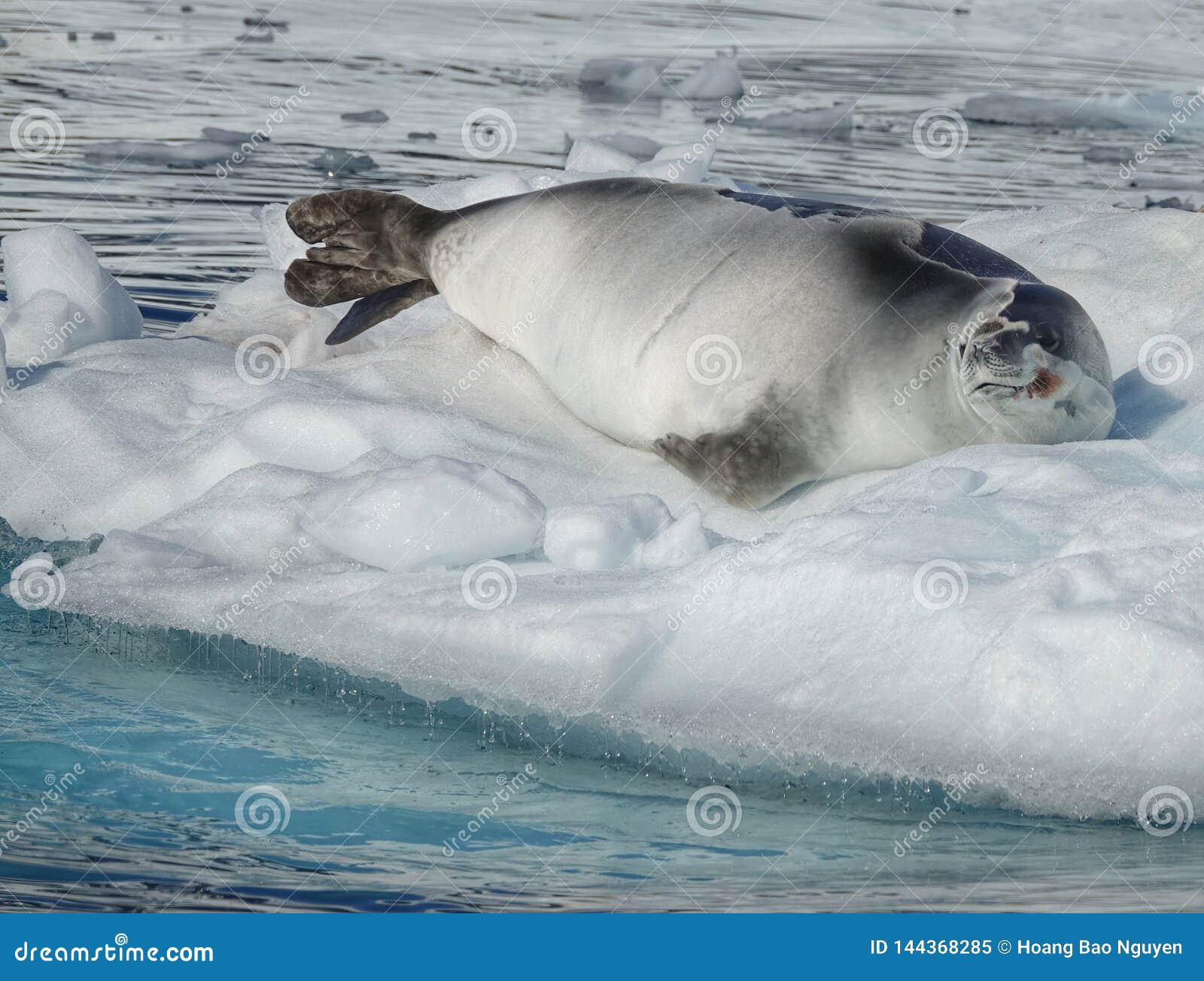 The Amazing Animals of Antarctica Stock Image - Image of northernmost,  animals: 144368285