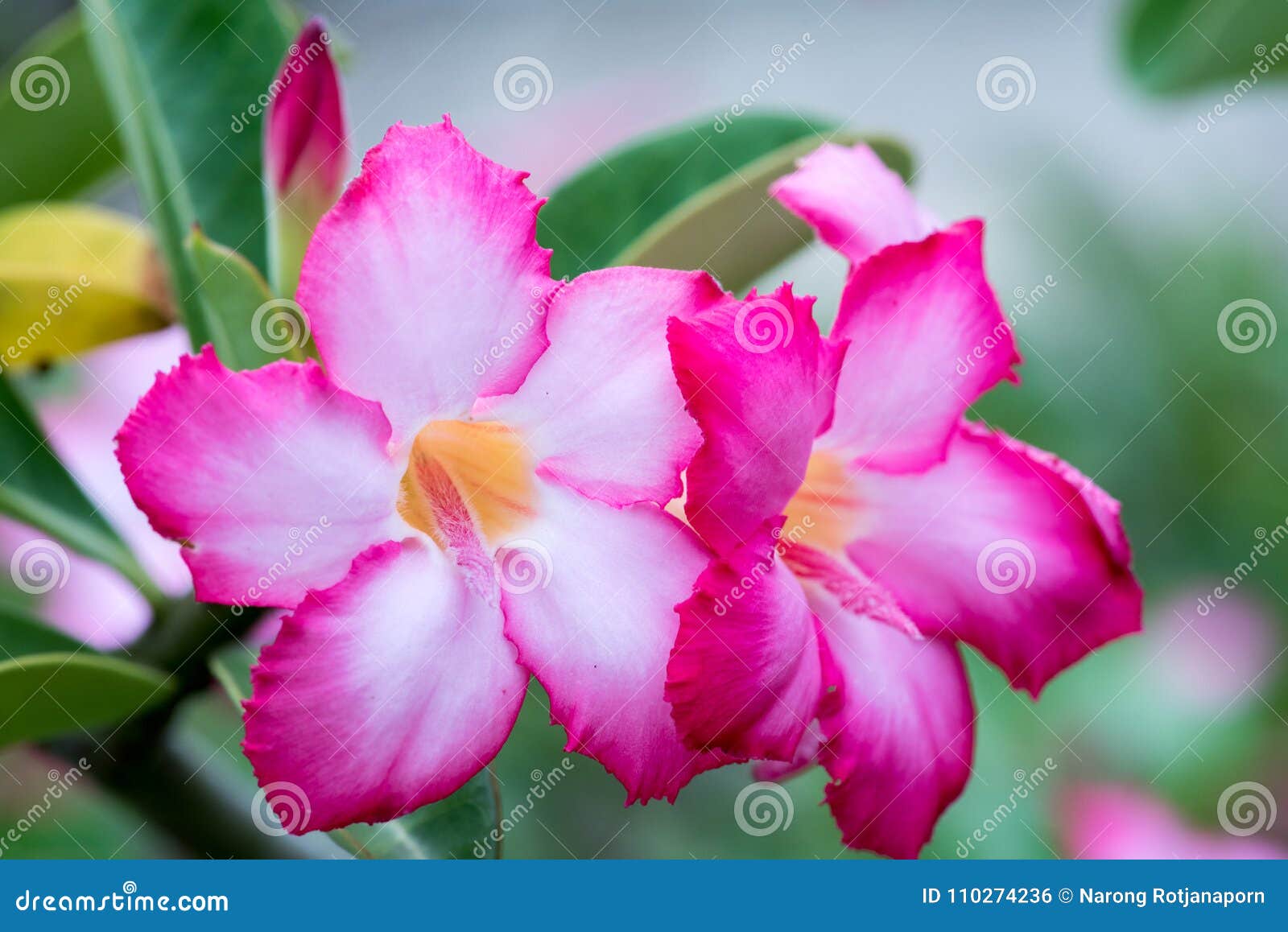 Amazing Beautiful Flowers Background Stock Photo Image Of Background Isolated 110274236