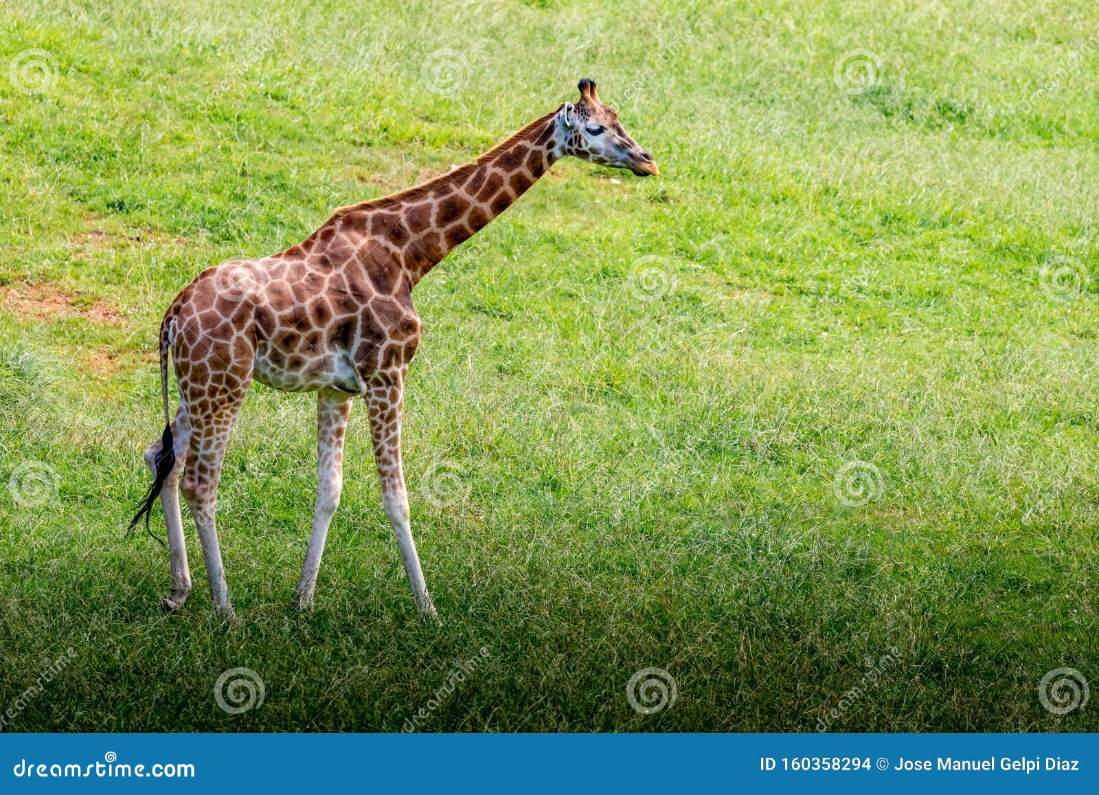 Amazing big giraffes stock photo. Image of herbivore - 160358294