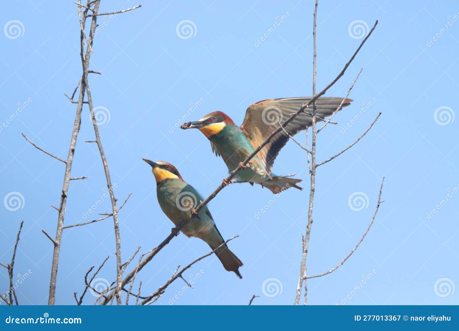Amazing Bird Eating Insects on the Land Stock Image Image of tree