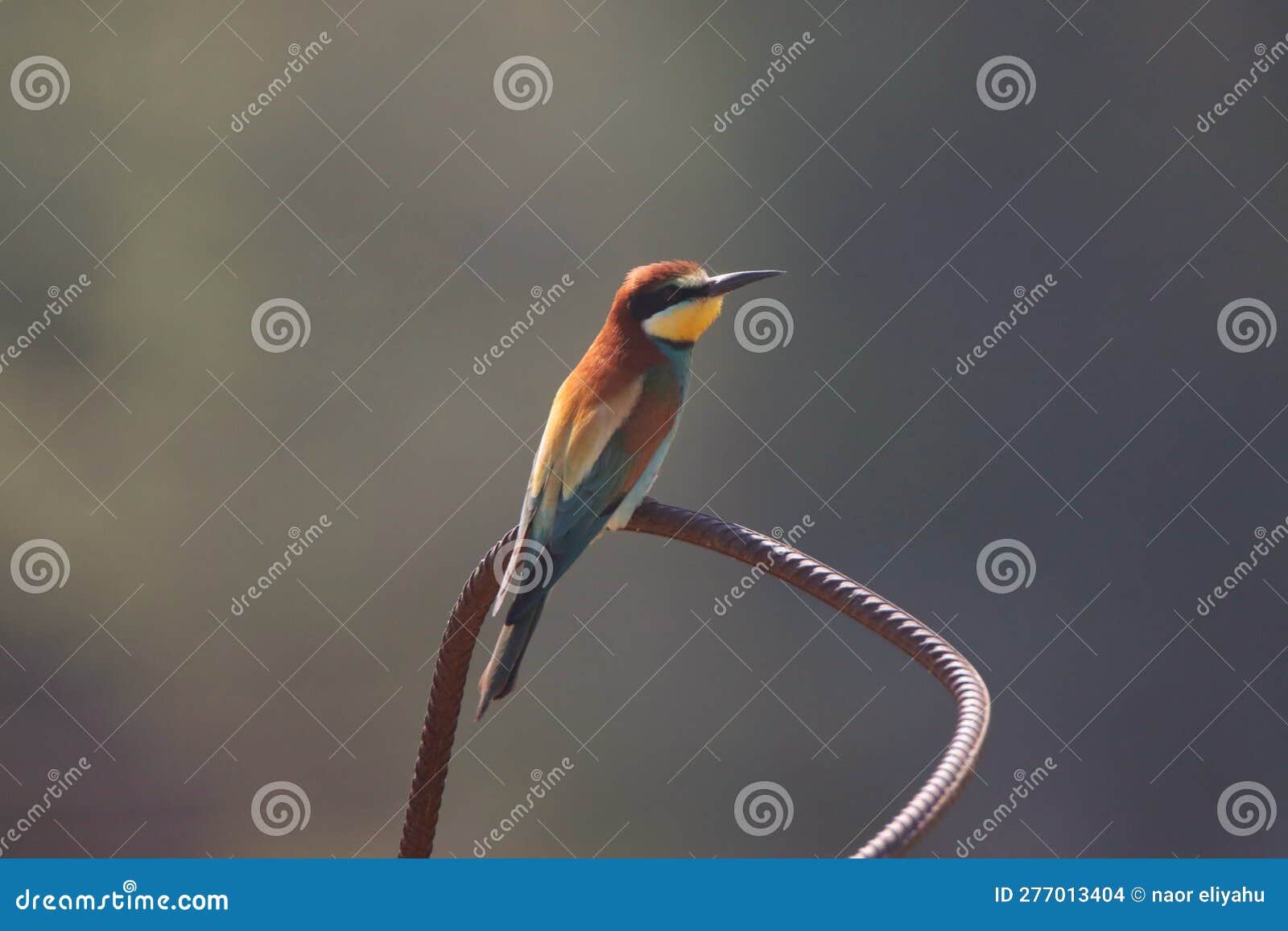 Amazing Bird Eating Insects on the Land Stock Photo Image of twig