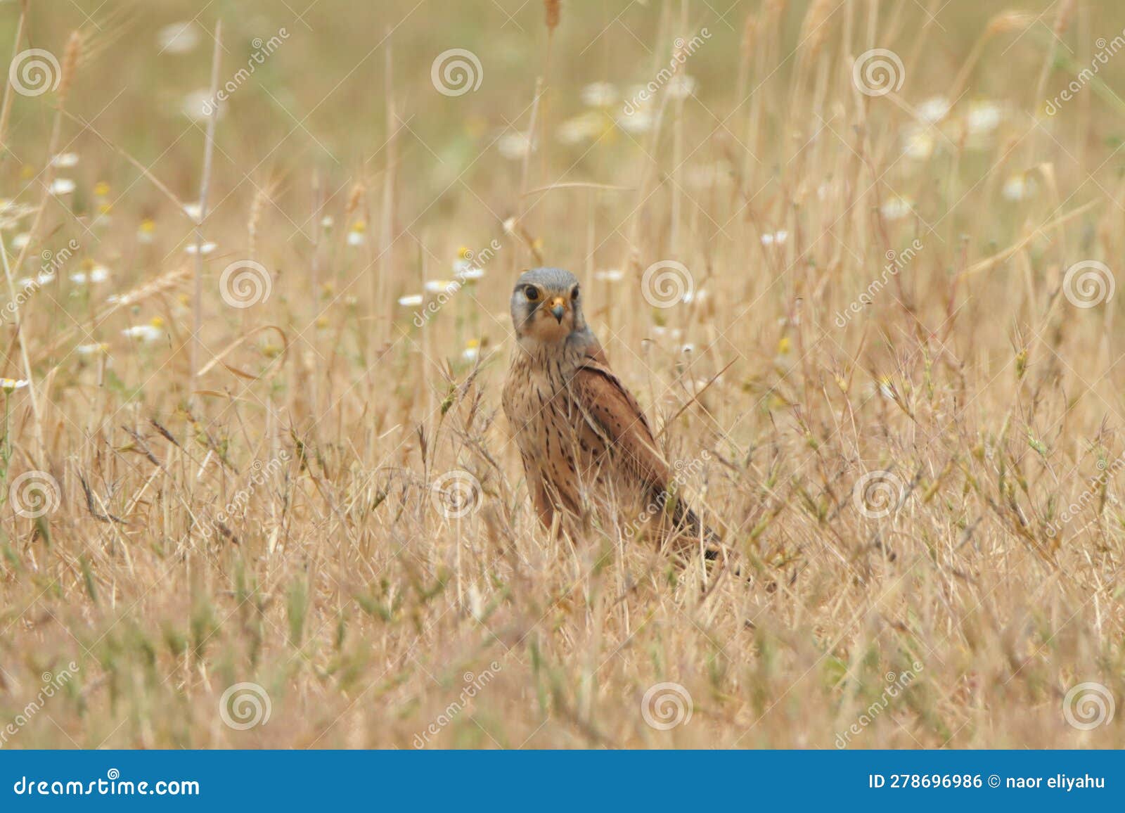 Amazing Bird Eating Insects on the Land Stock Photo Image of finch
