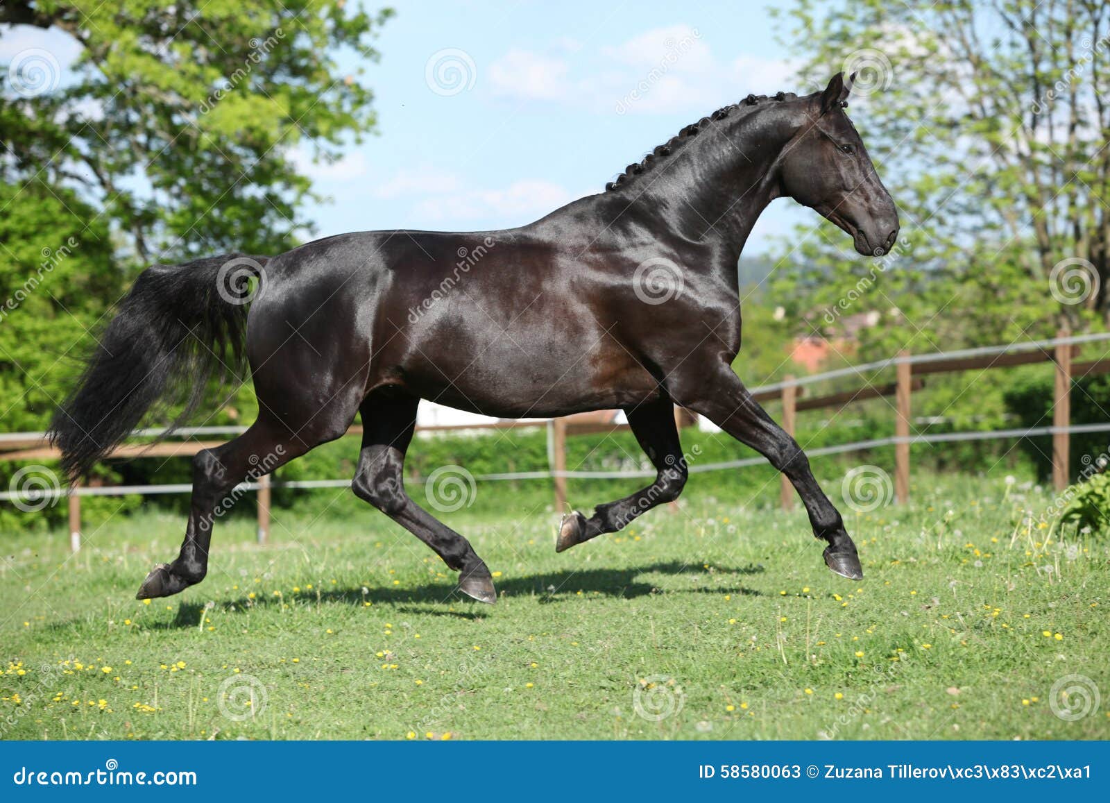 Amazing Black Dutch Warmblood Running Stock Image Image of mane
