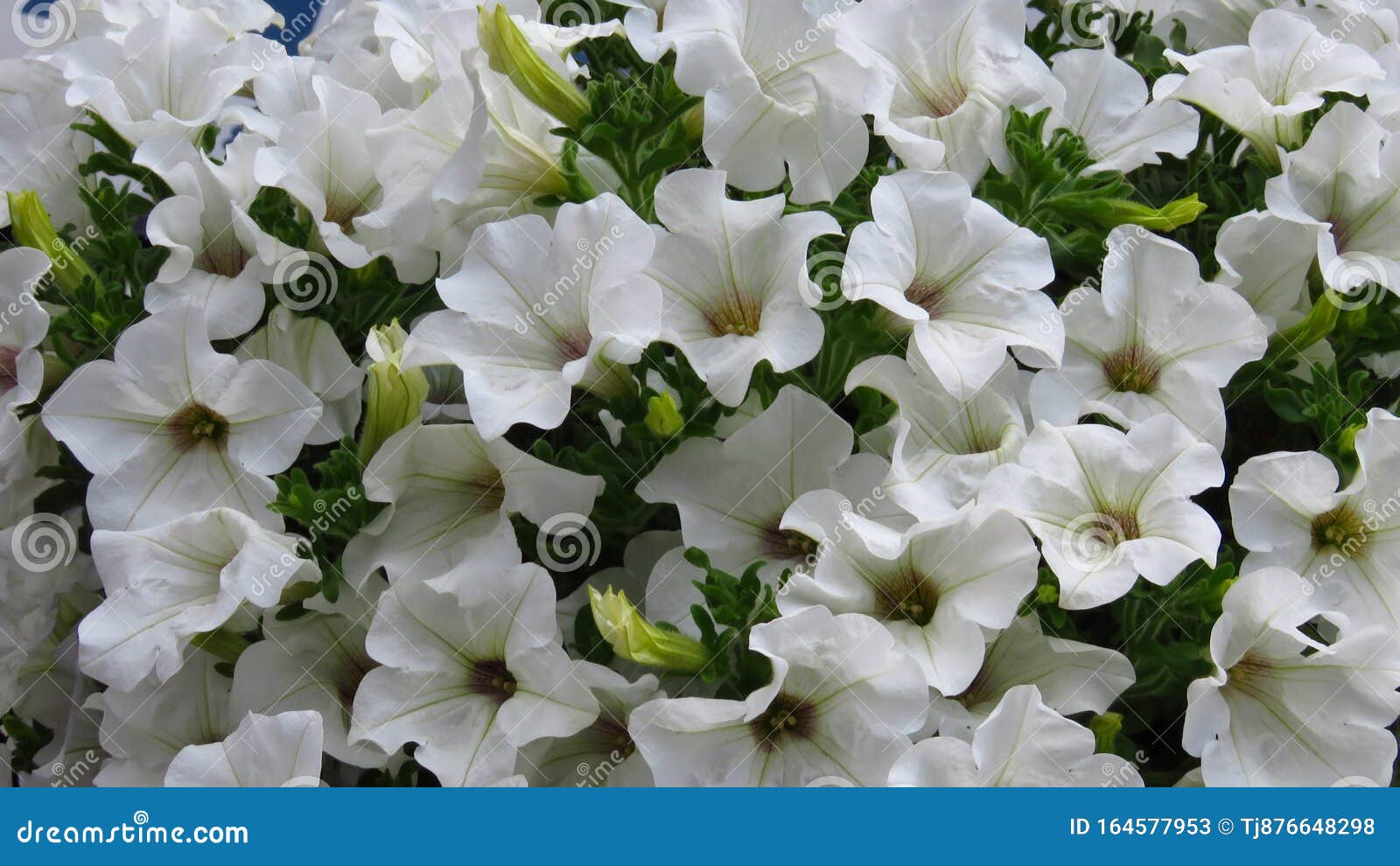 Amazing Blooming White Petunia Flower Background. Petunia `Sanguna ...