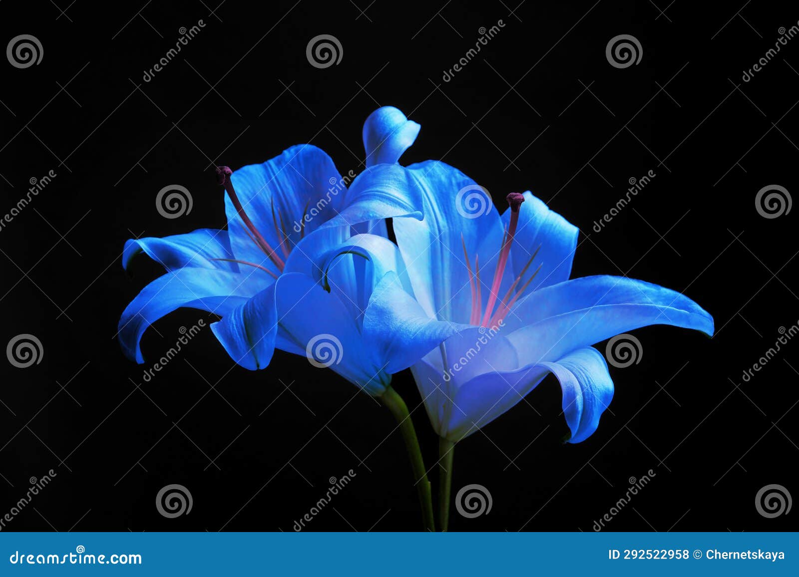 Amazing Blue Lily Flowers on Black Background Stock Photo Image of
