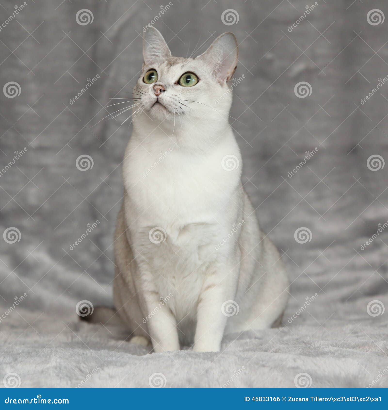 Amazing Burmilla In Front Of Silver Blanket Stock Photo Image Of Curious Kitty 45833166